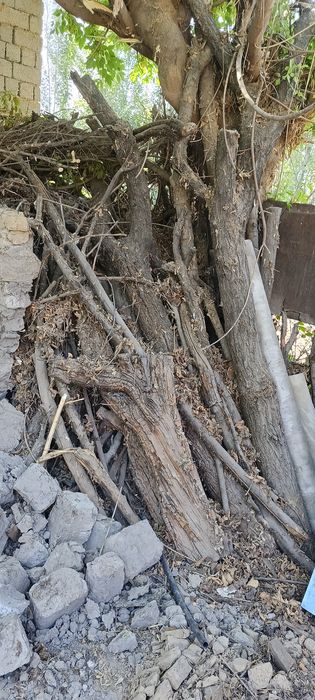 Отин хаммаси 500 мин сом