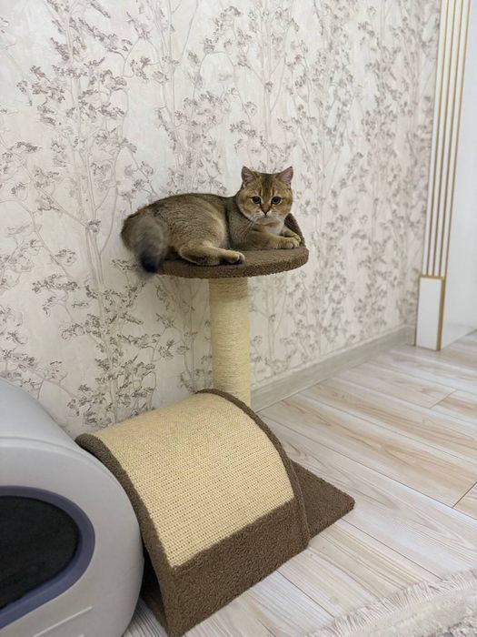 Скотч фолд оригинал мушук зотли