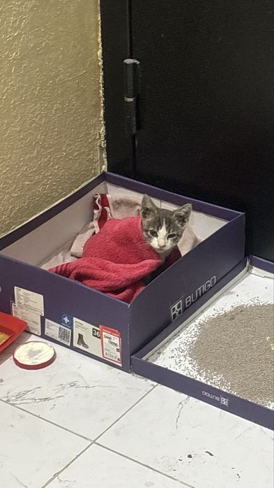 Маленький котенок ищет дом,мальчик