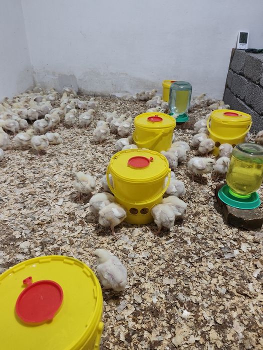 Бройлерные цыплята