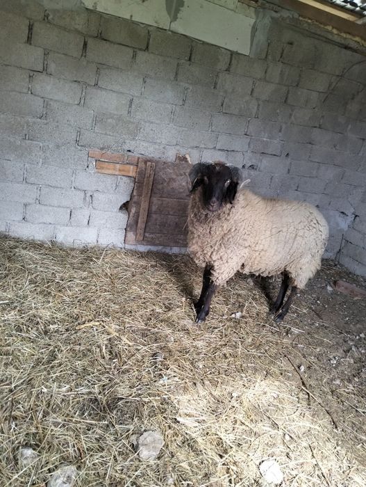 Vând oi de rasatinere