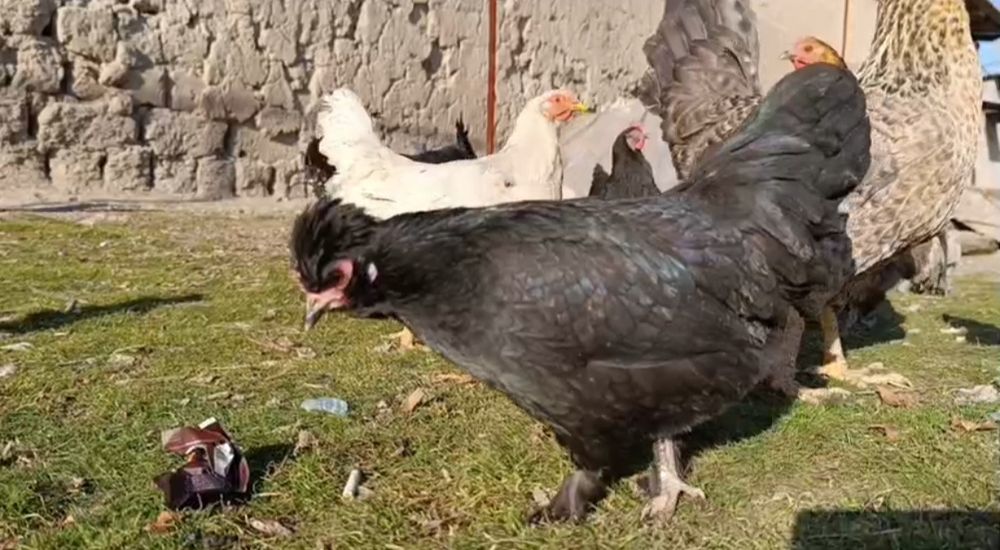 Залатой Себрайт японский куриц