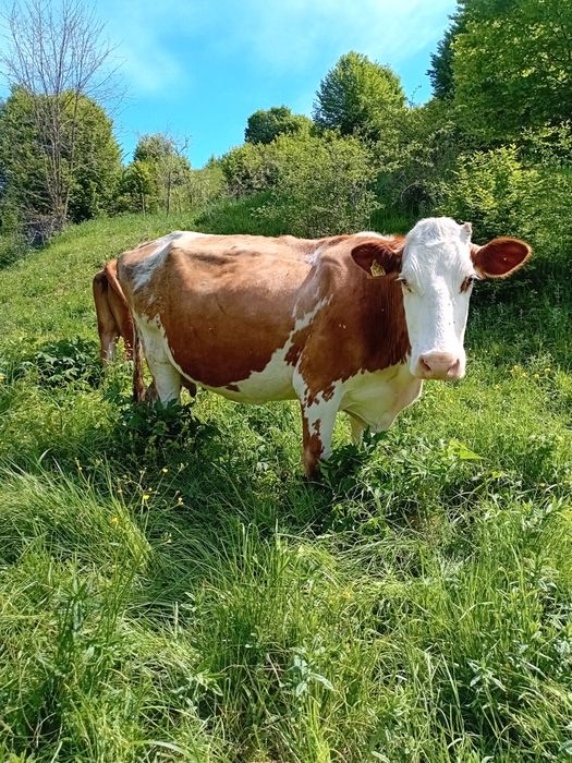 Vacă de vânzare (  gestantă )