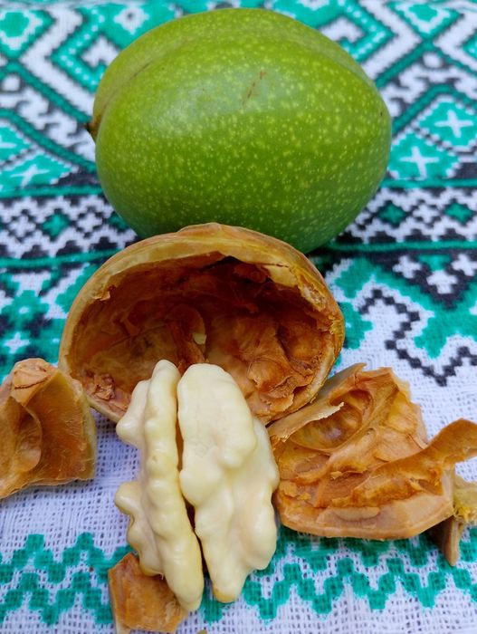 Nuci în coajă cu miez de nucă verde