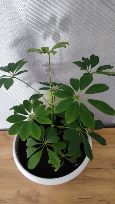 Шефлера  шефлера