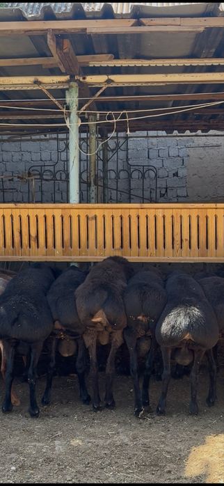 Qochqorla sotiladi 85mindan taroziga srochna