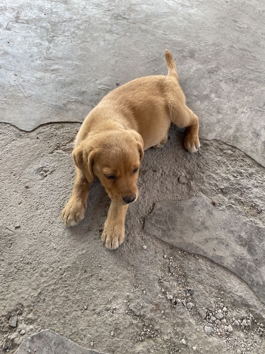 Продам Лабрадор-ретривер