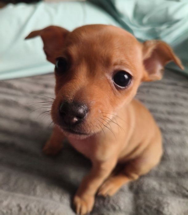 Продам Той терьера