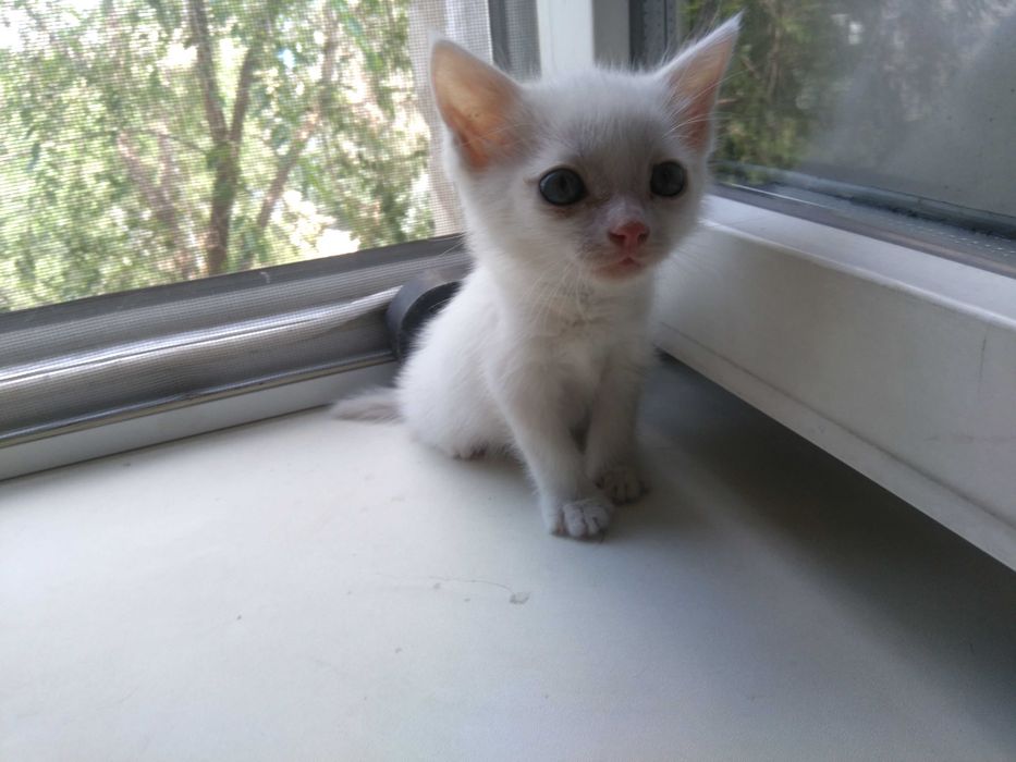 маленький белый котенок