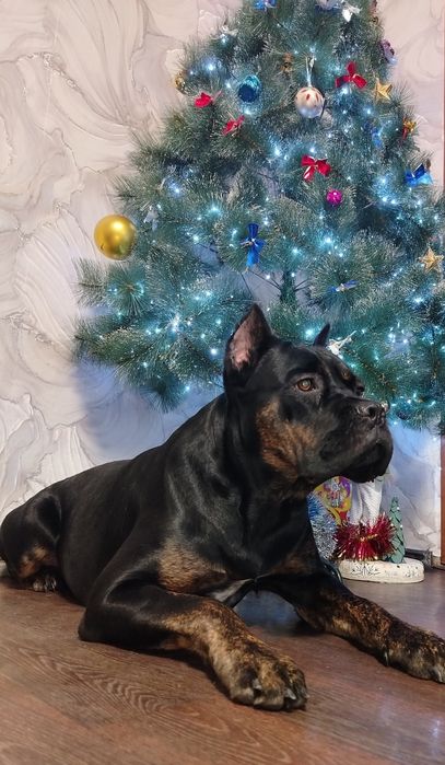 Кане Корсо продается