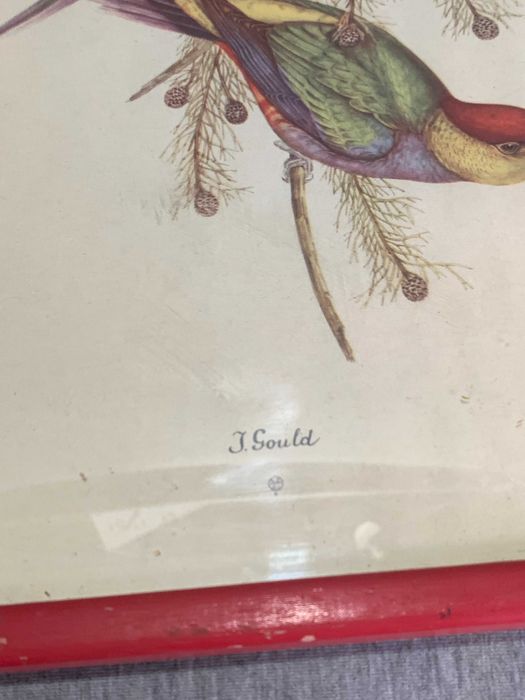 стари  три Цветни литографии Папагали Печат