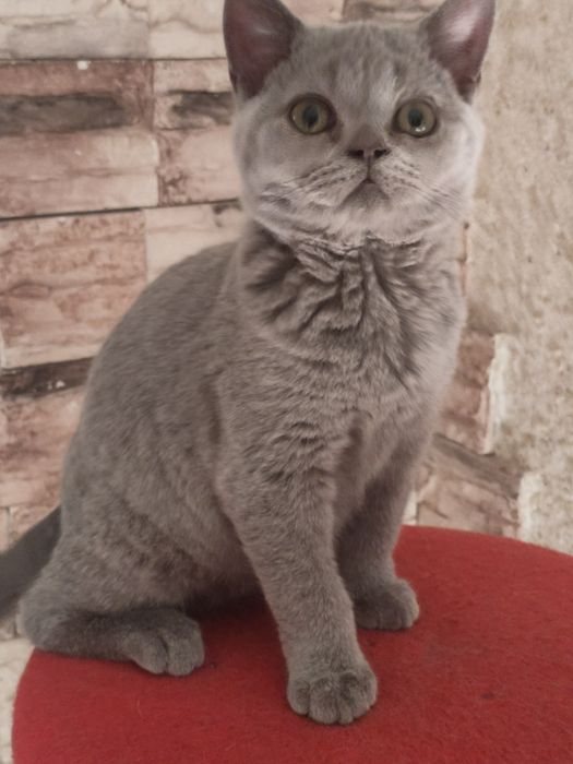 Британский мальчик