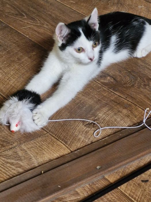 Отдадим котят ответственным людям