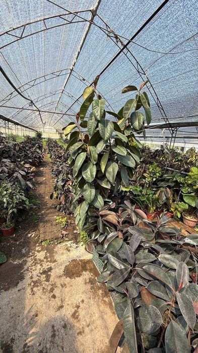 Фикус Fikus декоратив дарахти ва гуллари