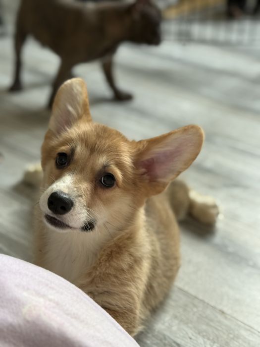 Вельш корги пемброк малыши