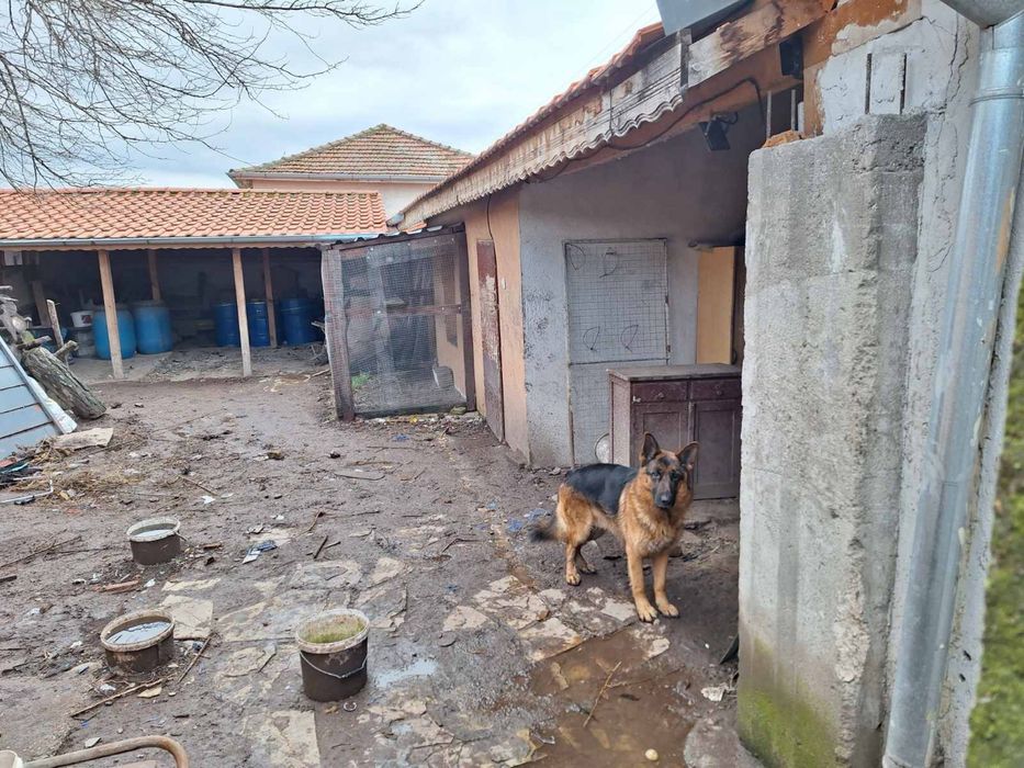 Немска овчарска породиста