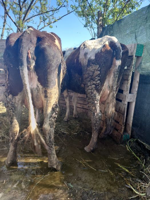 VACI DE Lapte Rasa buna