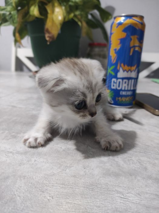 Котята скотшфолд и скотишстрайт