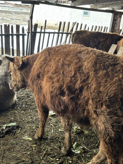 продаються бычки