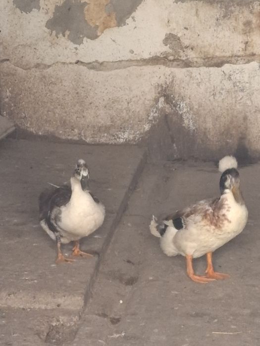Vând Rață+Rățoi Stupini Brașov