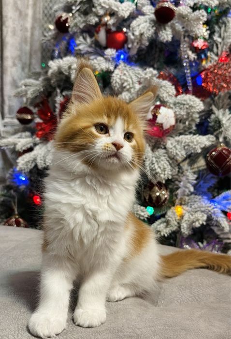 Котята породы мейн-кун