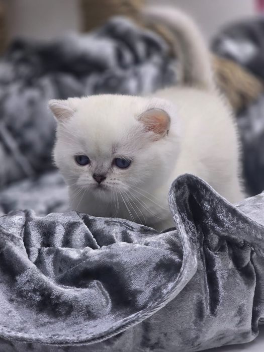 Британские котята