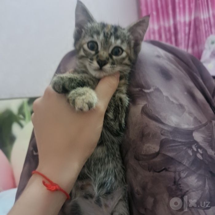 Отдам котят в хорошие заботливые руки.  К лотку приучены.