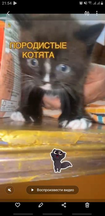 Британцы и .шотландцы