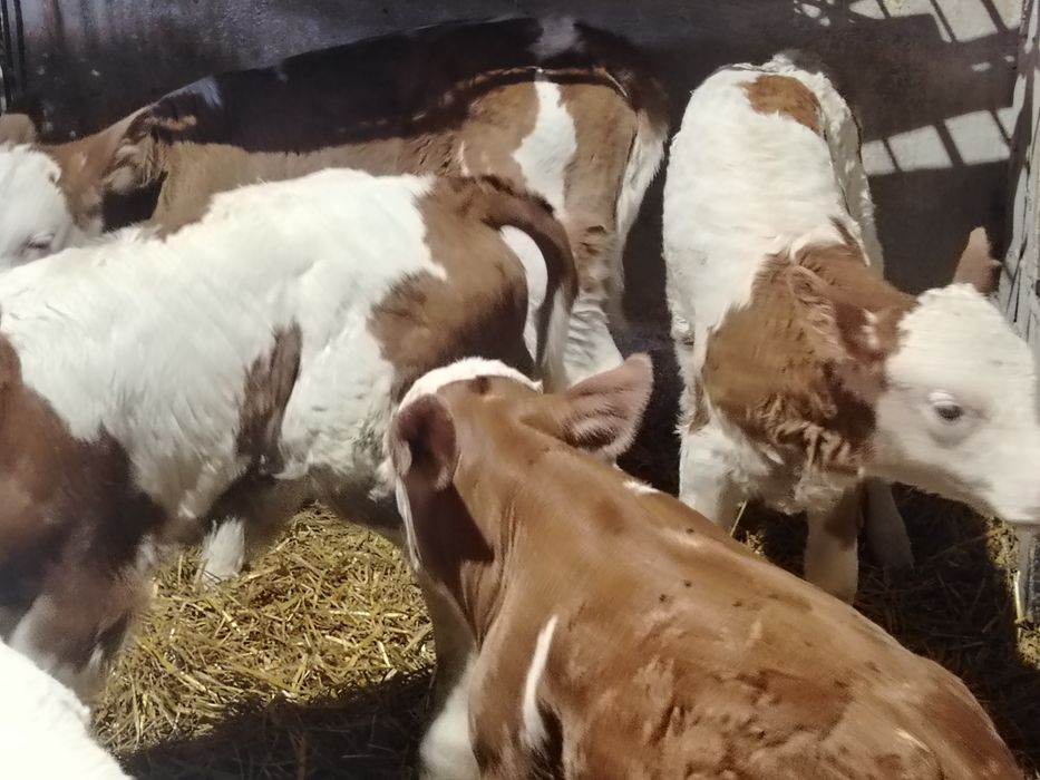 Taurasi și vitele baltati
