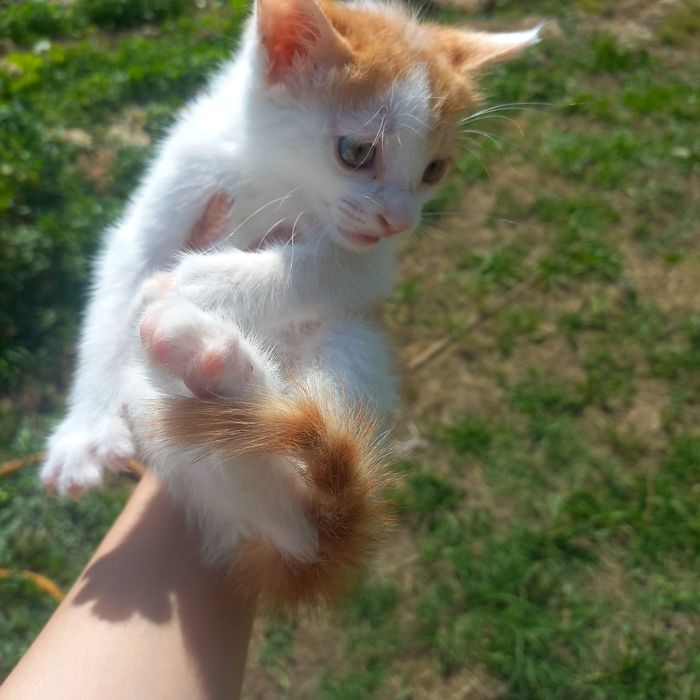 Котята в Шымкенте