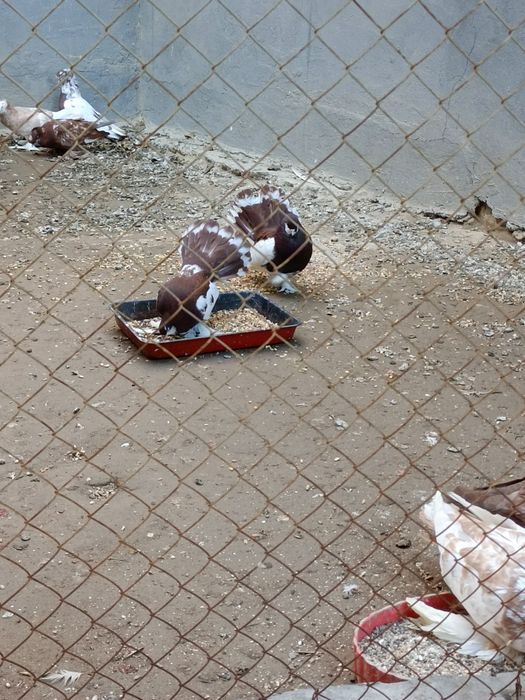 Продаются статные голуби