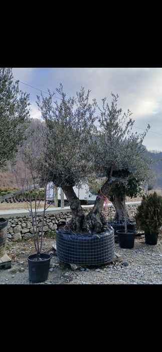 Măslini olea secular