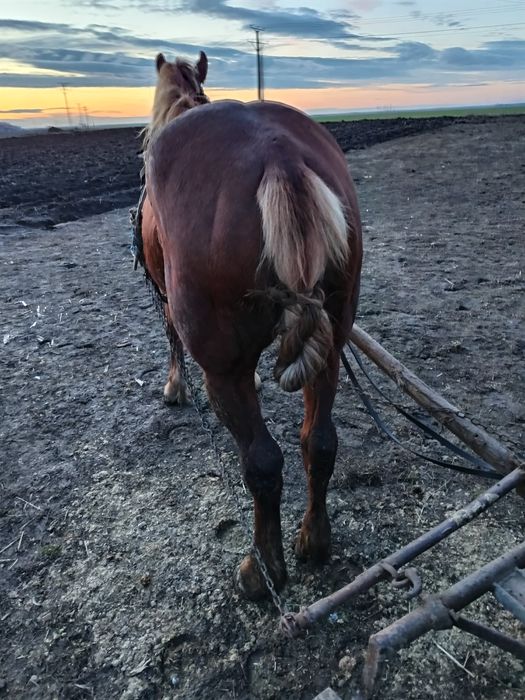 Vand schimb iapa buna de caruta mai multe detalii la nr de telefon