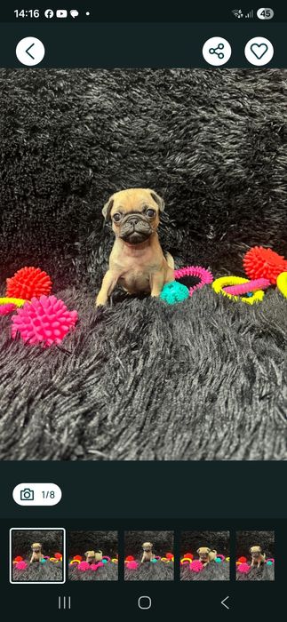 Pug , Mops 6 săptămâni.