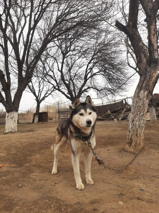 Сатылады Хаски тұқымды ит