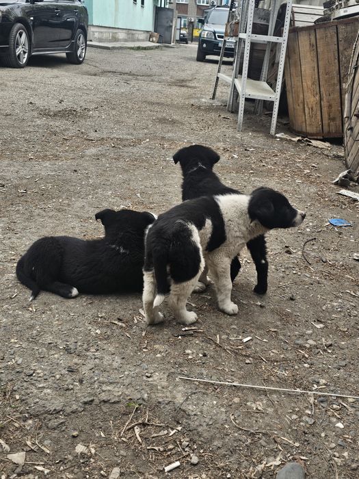 Щенки двор терьер