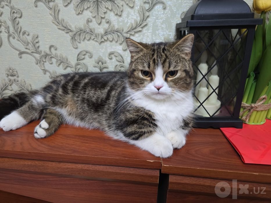Манчкин и Скотш страйт