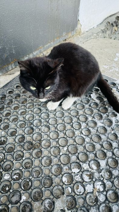 Отдам бесплатно