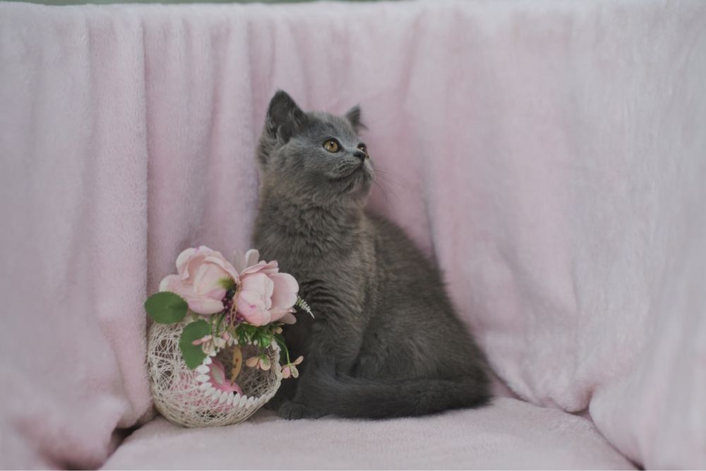 Британский мальчик