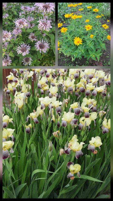 Продам многолетние цветы