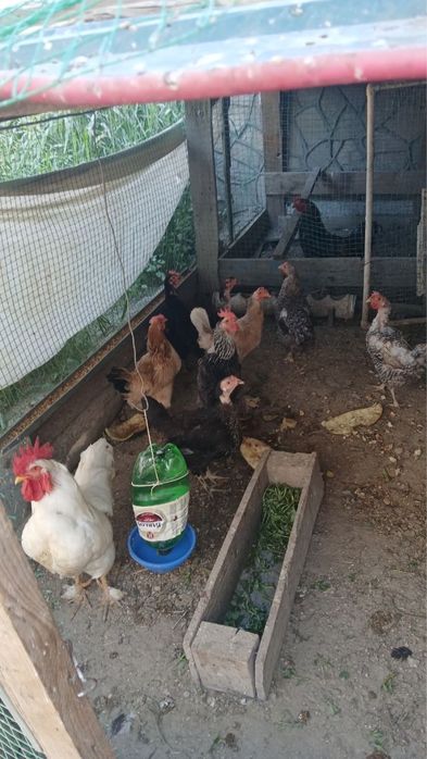 Продается кури и питухи