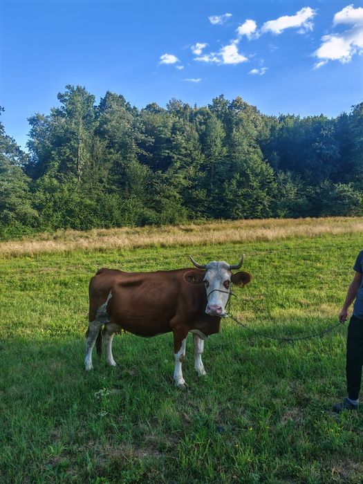 Vaca baltata 7 ani cu lapte