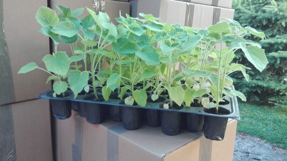 Butasi paulownia shantong