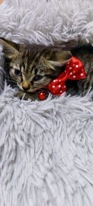 Котята бесплатно в добрые руки