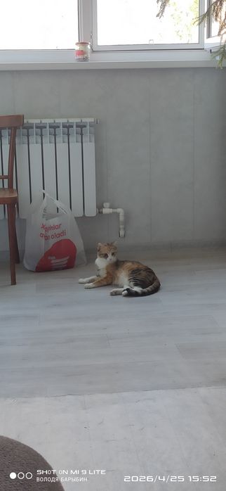 Отдам котят в добрые руки возраст 2 месяца
