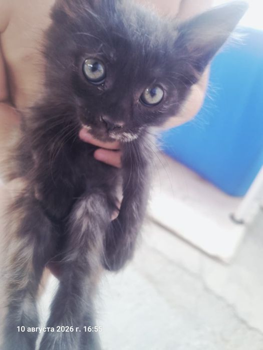 Отдадим котят даром