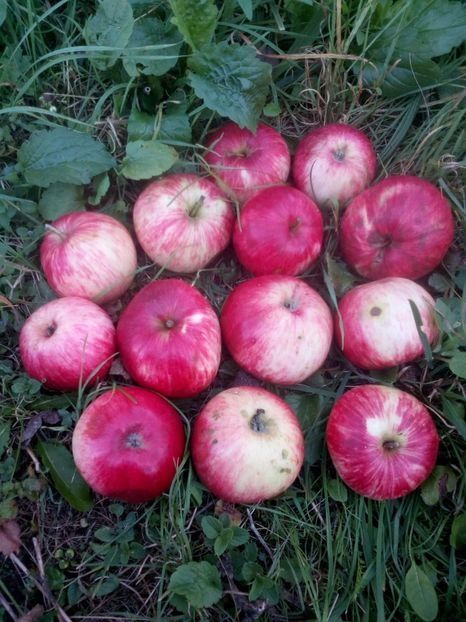 Pomi Străvechi Glia Strămoșească (Soiuri De Mar )