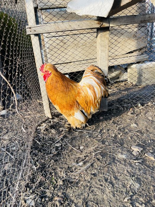 Продам карлика петушка