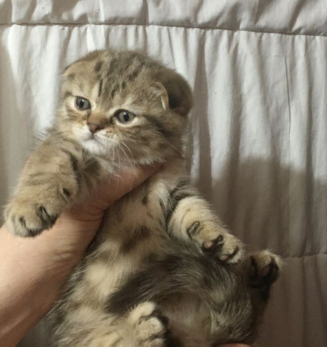 Маленькие плюшевые принцессы .