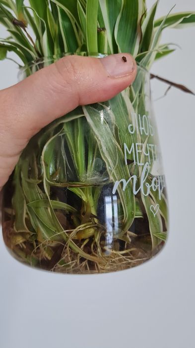 Хлорофитум разные сорта